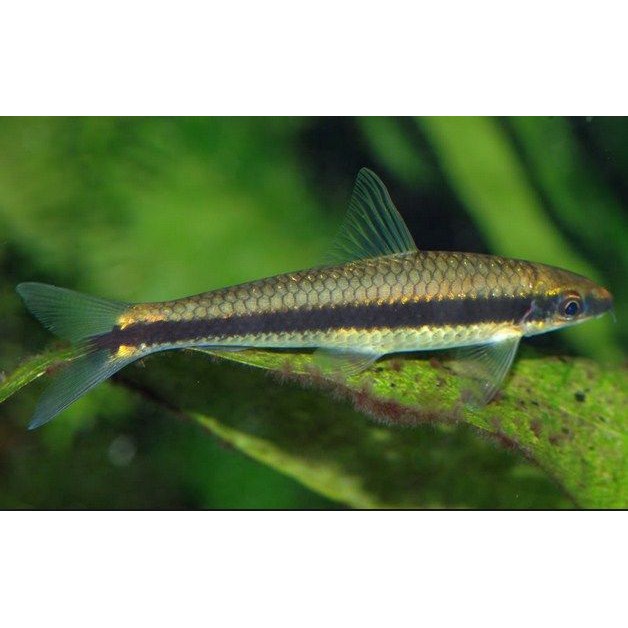 Ikan Hias Air Tawar SAE Siames Algae Eater Aquarium Aquascape Garansi Hidup Sampai Tempat