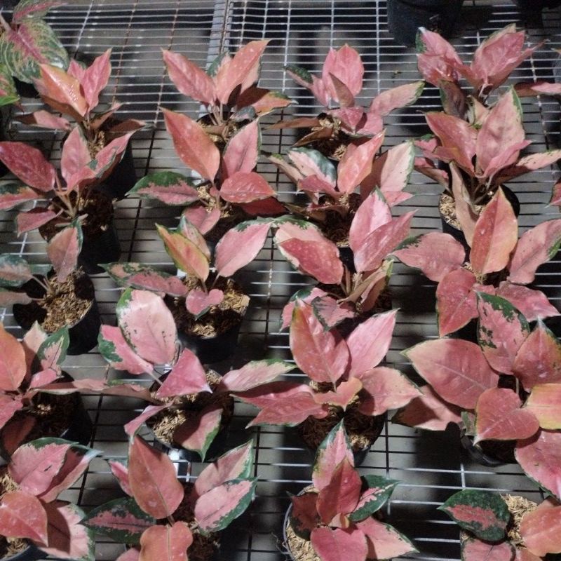 aglaonema kocin tembaga monfori