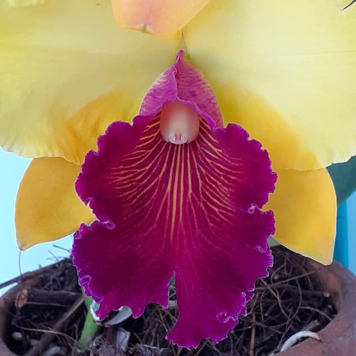 tanaman anggrek cattleya chunyeah dewasa