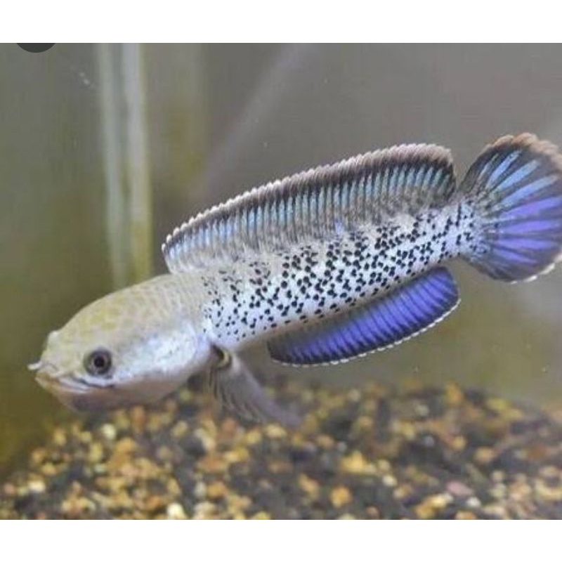 chana sterwati 14 cm