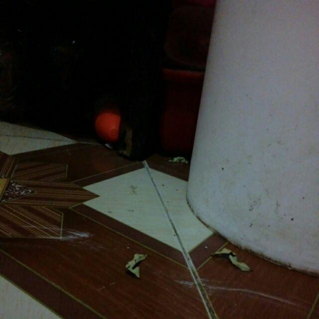 Kunci Sok Roda 4 Palang High Hardness Ring Anti Slek Tahan Sleg 23 21 19 17