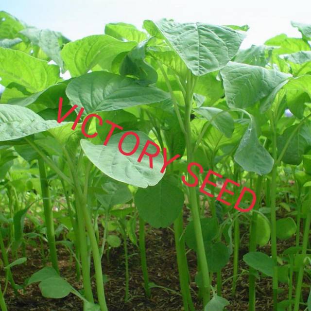 VICTORY SEED 500 Benih Biji Sayur Bayem Ijo Bayam Hijau Hidroponik Green Amaranthus Spinach Vegetables-1