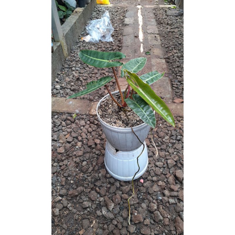 philodendron billietiae