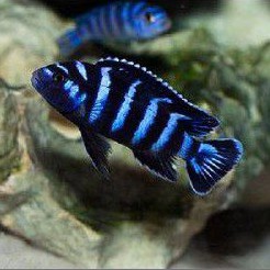 Ikan Cichlid Pseudotropheus Demasoni uk 5cm