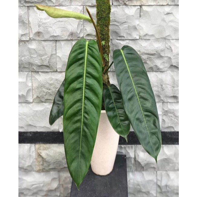 PROMO Bibit Batang Philodendron PATRICIAE / bonggol Philodendron (RARE)...
