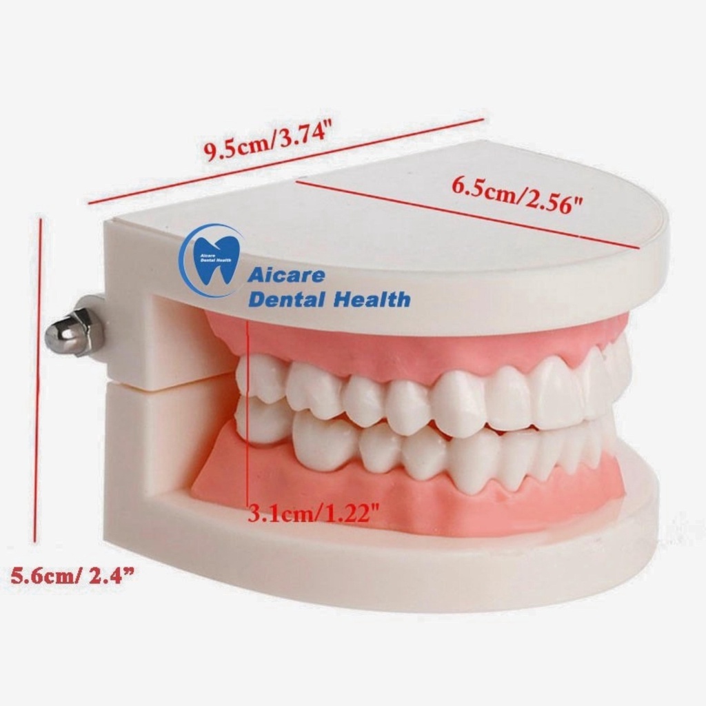 Model Gigi Edukasi TERBARU - Alat Peraga Gigi - Dental Model Study