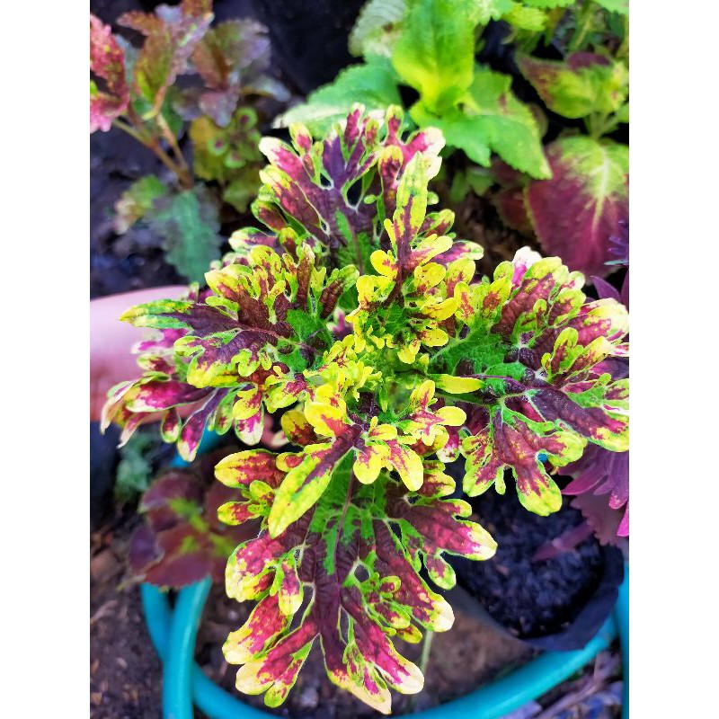 Miana murah, id kembang api