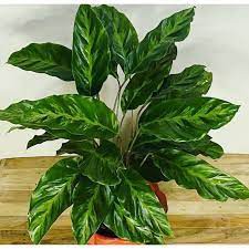 calathea louisae murah rimbun fres