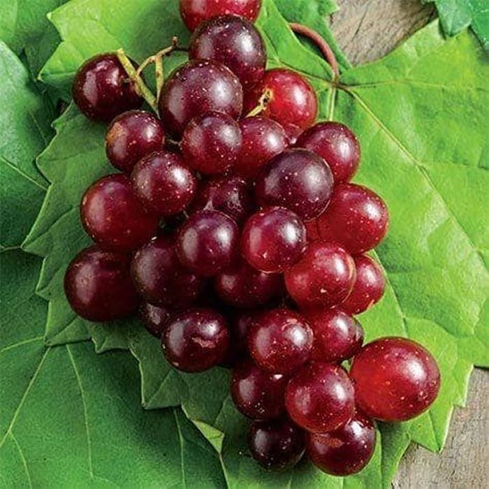 GRAPE / ANGGUR - FRAGRANCE OIL / BIBIT PARFUM - 120ML