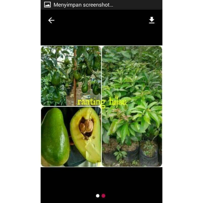 

Bibit alpukat mentega Diskon