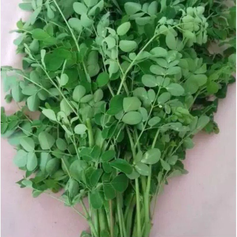 

daun kelor segar perikat//sayuran hijau herbal