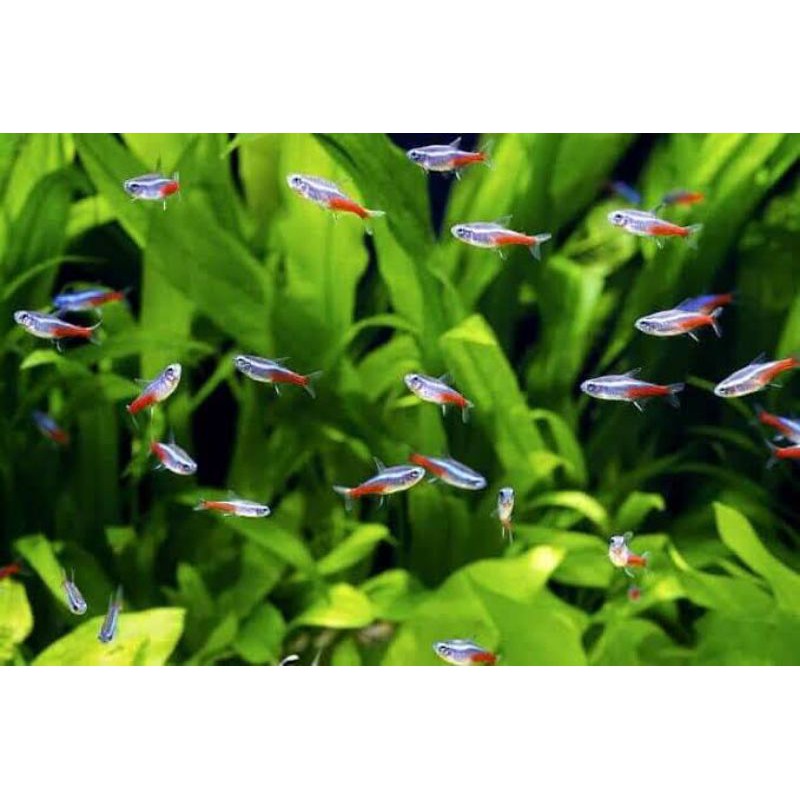 ikan neon Tetra