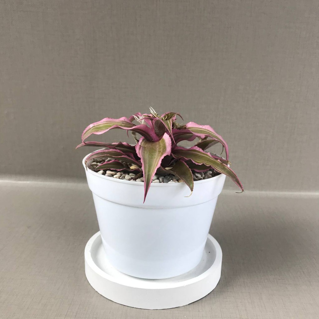 Bromelia Cryptanthus Tanaman Hias Hidup (Pot Putih 10 cm + Tatakan)