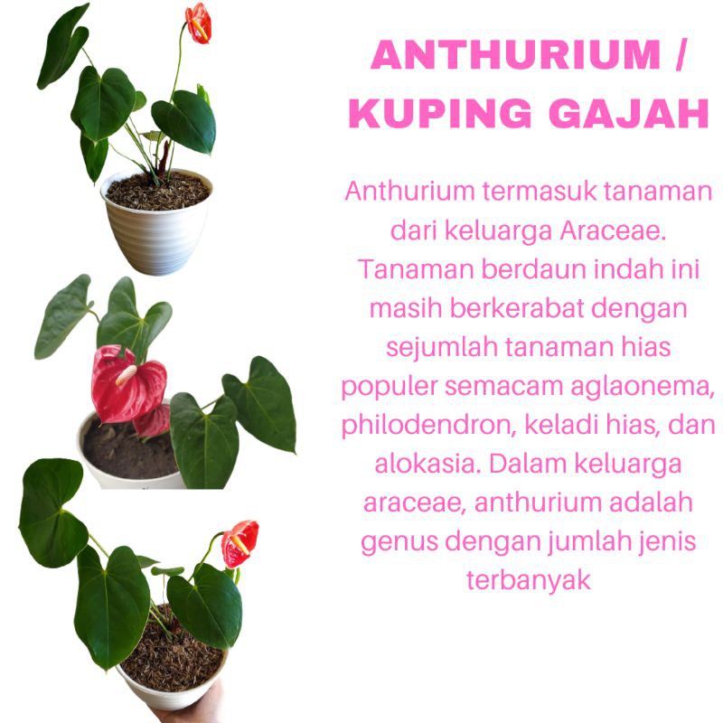 PROMO TANAMAN HIAS BUNGA ANTHURIUM KUPING GAJAH KUALITAS SUPER WARNA MERAH | MURAH | COD