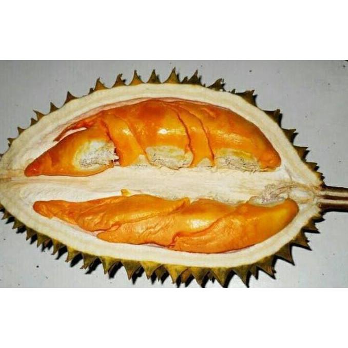 Bibit Durian Lay Kw1