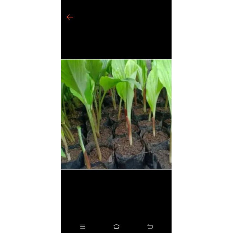 bibit tanaman temu ireng/ temu hitam