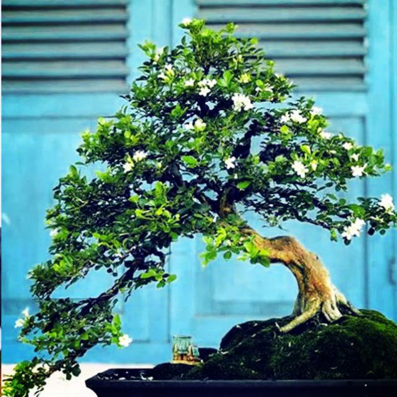 BIBIT BONSAI KEMUNING MIKRO