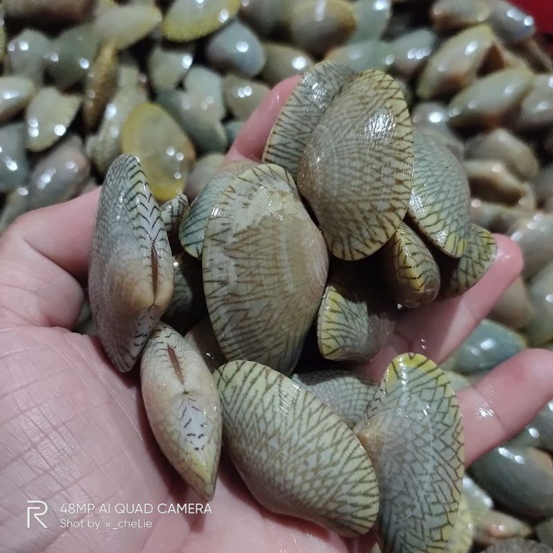 

kerang batik / kijing batik fres hidup 100% halal