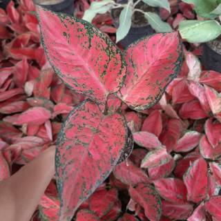 AGLAONEMA AGLONEMA BIG APPLE MURAH ratudaun nursery AGLAONEMA AGLONEMA BIG APPLE MURAH ratudaun nursery