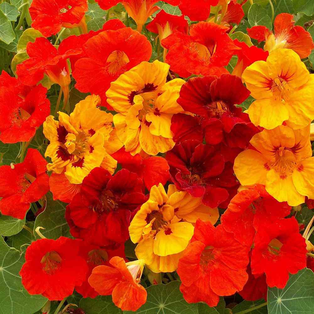 PlantaSeed - 5 Seeds - Nasturtium Jewel Mix Biji Bunga - PAS0243