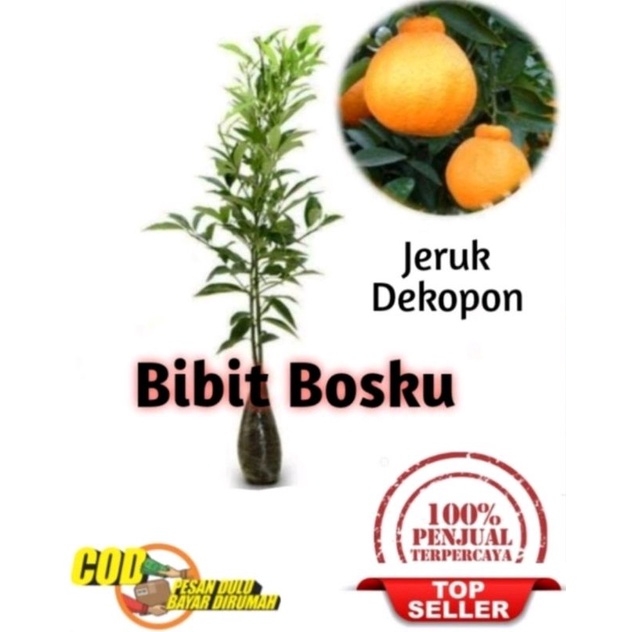 Bibit Jeruk  Dekopon (Asli)