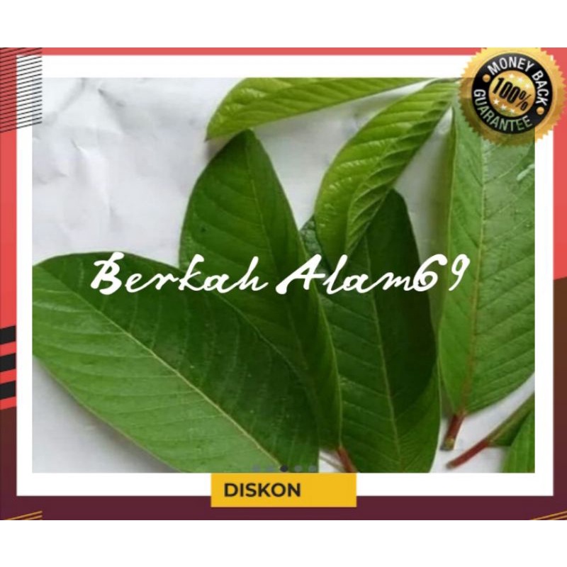 

Daun Jambu Biji Segar 250gr petik langsung