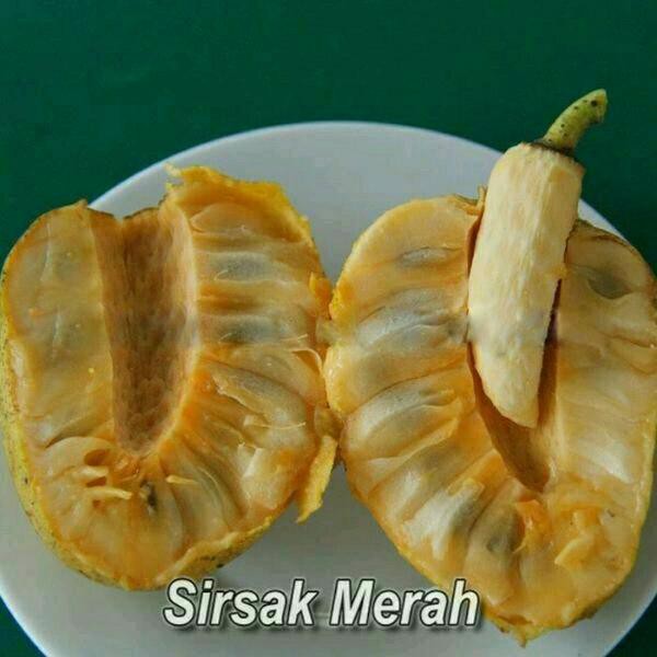 Bibit tanaman buah sirsak merah