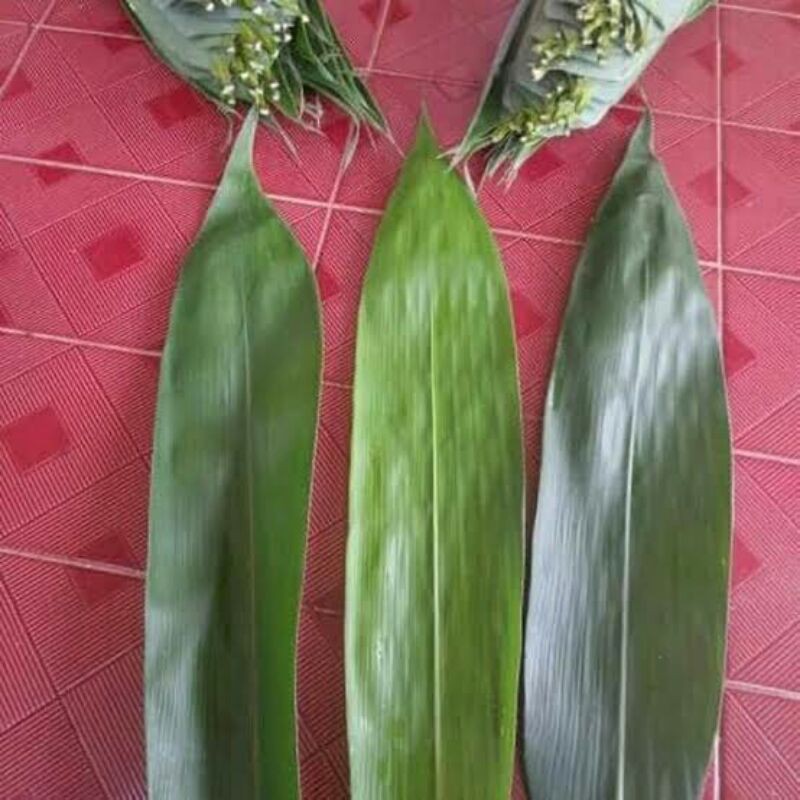 

Daun Bambu Bakcang, Daun Bambu Bacang Jumbo