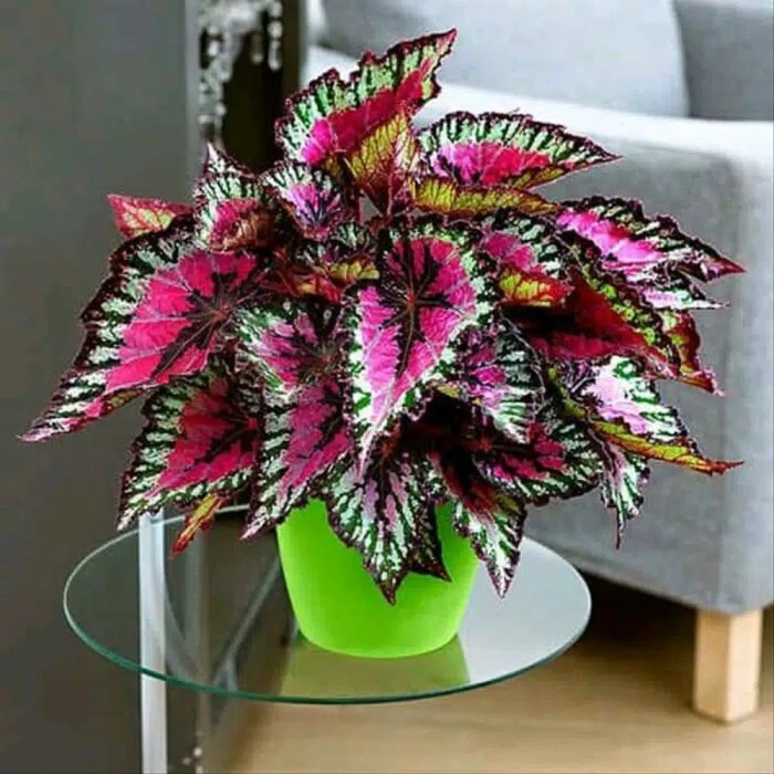 Tanaman Hias Begonia Rex/Tanaman Bunga Hias Begonia Pelangi