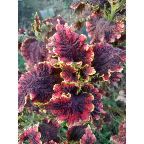 Miana black pink/miana langka