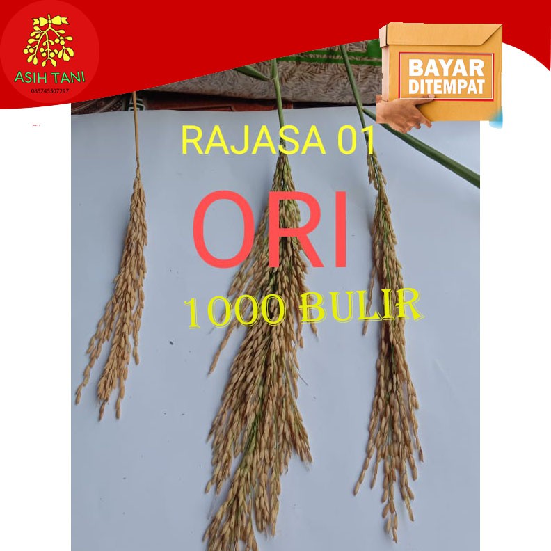Benih Padi Unggul Rajasa 01 1Kg 1000 Bulir