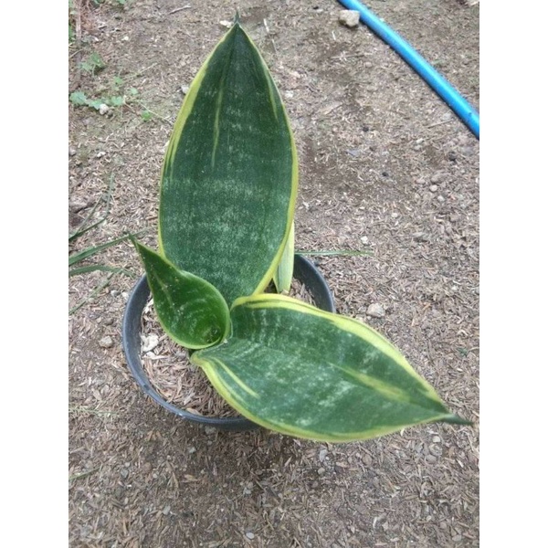Sansevieria golden Flame