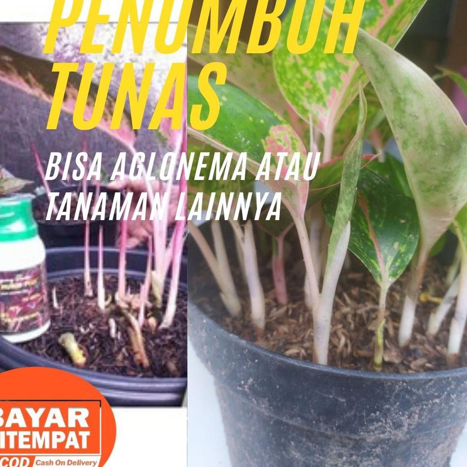 Terbaik Perangsang Tunas Tanaman Mekar Hurip Plus Pupuk Untuk Penumbuh Tunas Tanaman