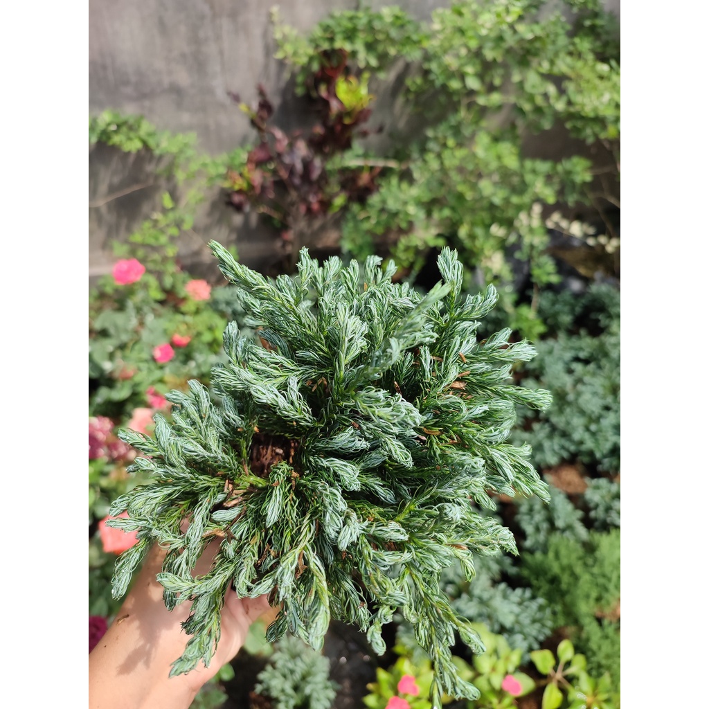 Tanaman Hias Cemara Perak Hidup Silver Pine Biru Mini Tanaman Juniperus