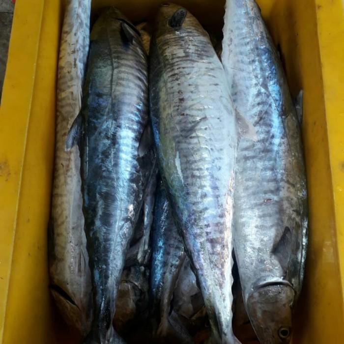 

Fisho | Ikan Tenggiri Giling Super..!! Kualitas Ekspor..!! Ready stock
