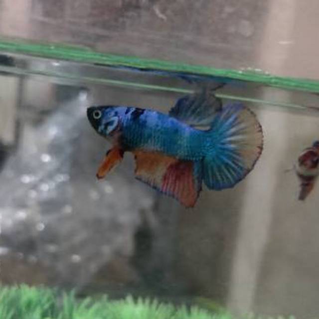 Ikan Hias Cupang Plakat Candy Rainbow Jantan