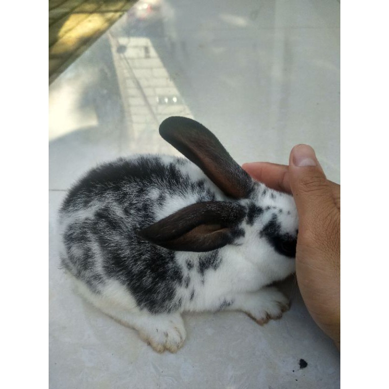 Kelinci Rex Bulu Karpet Beludru