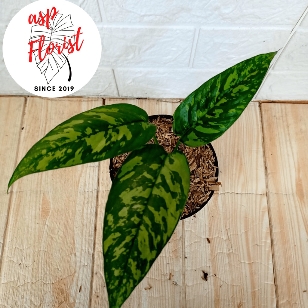 Homalomena Schismatoglottis Scortechinii