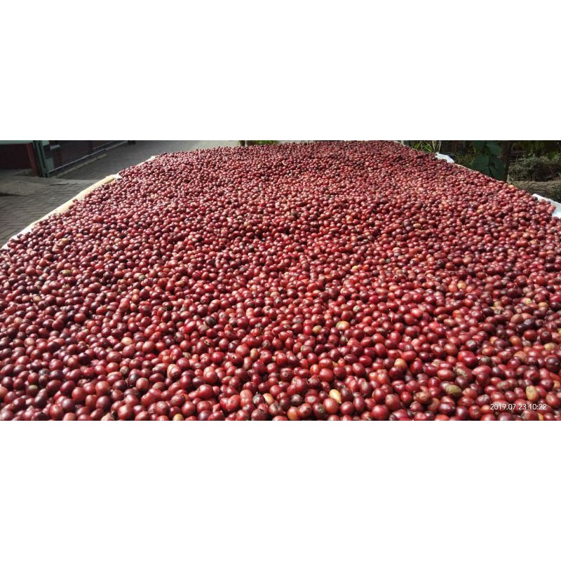 Kopi Muria Zayna Serbuk (Bubuk) Kemasan 500 Gr 1000 Gr Original langsung dari distributor