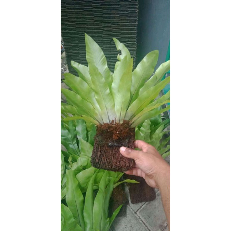 New Promo kadaka lokal / kadaka biasa / kadaka tempel