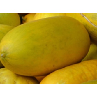 Biji Benih Timun Suri Timun Manis Mudah Tumbuh berkualitas