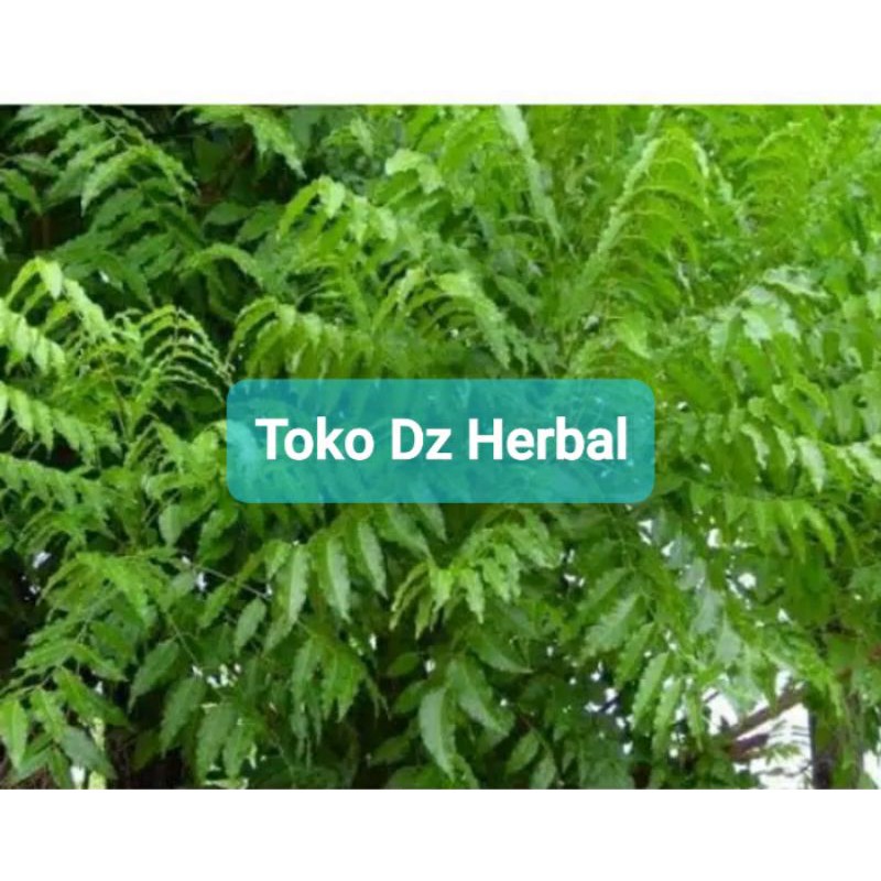 

Daun mimba segar paket 500 gram hemat-az