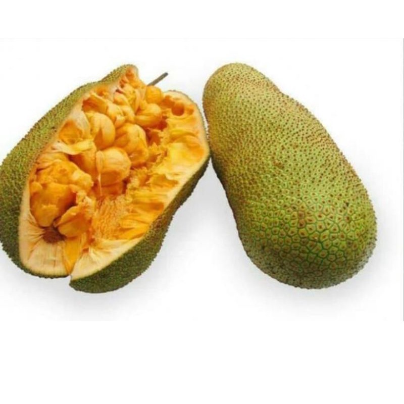 

BUAH CEMPEDAK/TIWADAK/CIMPEDAK per 1Kg