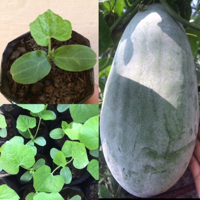 HERBAL LJ / Bibit Buah Beligo / Kundur