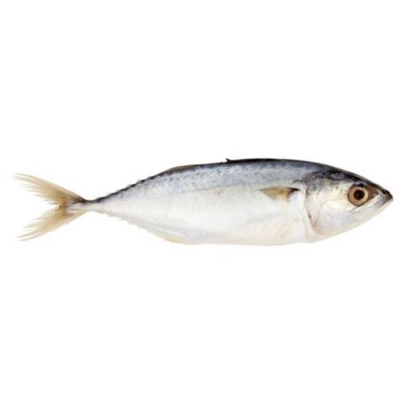 

Bisa Kirim Instan - Ikan Kembung Segar