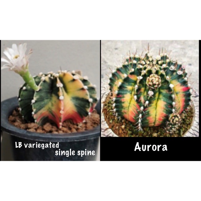 [LAST ITEM] Gymnocalycium "AURORA" X LB Variegated (single spine) gymnocalycium seeds (imported)