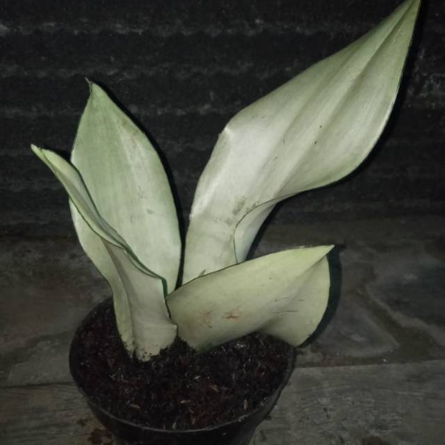 Tanaman hias sensiviera silver/Toko Tanaman Hias Murah Bandung.