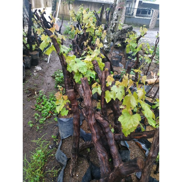 Bonggol anggur Alfonso sudah tumbuh tunas dan berakar dalam polibeg besar