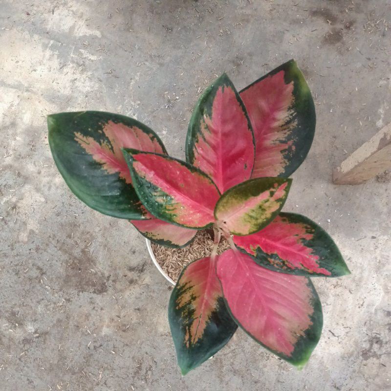 bunga aglonema suksom