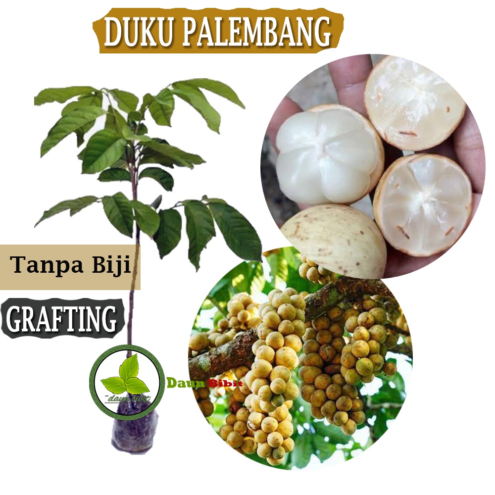 Bibit Duku Palembang Tanpa Biji Cepat Berbuah